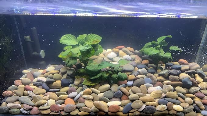 FANTIAN 10 lbs River Rocks, 1-2 Inch Natural Pebbles for Plants, Landscaping, Garden, Aquarium, Backyard and Indoor Water Fountains