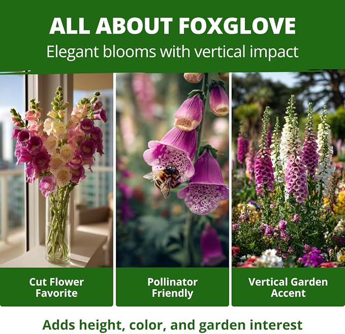 HOME GROWN Foxglove Seeds Mix 148,500 Bulk Mixed Color Flower Seeds 15g for Planting Outdoors Spring 2026, Perennial Wildflowers for Cottage Gardens, Borders & Pollinator Gardens (Digitalis purpurea)