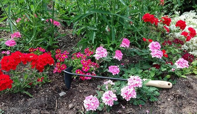 Dewit Dutch Hand Hoe – Right Hand | 18″ Total Length Hand-Forged Boron Steel Garden Hoe with Ash Hardwood Handle