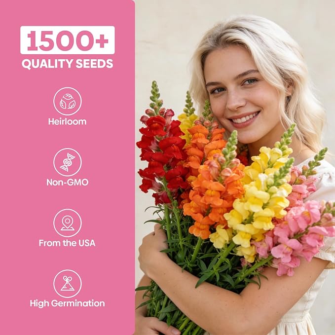 Groundio Mix Snapdragon Seeds Tetra, 1500+ Vibrant Perennial Snapdragons Mixed Colors, Annual Wildflower Seeds, Ideal for Garden, Containers (Antirrhinum Majus)