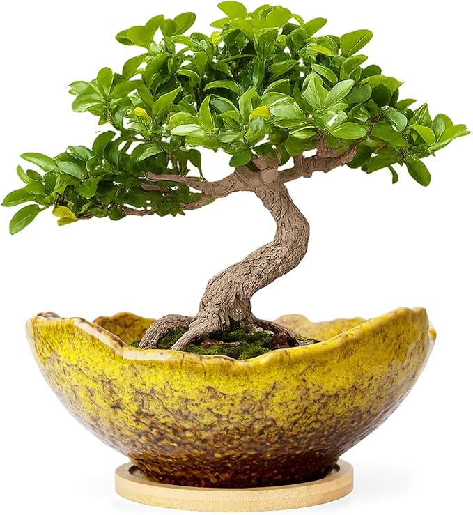 ARTKETTY Bonsai Pots - 9.06 Inch Large Plant Pots, Unique Succulent Pots with Drainage Tray, Ceramic Planters for Indoor Cactus Flower Plants Round Bonsai Tree Pots Decorative Home Office