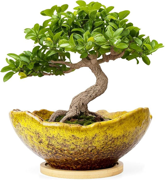 ARTKETTY Bonsai Pots - 9.06 Inch Large Plant Pots, Unique Succulent Pots with Drainage Tray, Ceramic Planters for Indoor Cactus Flower Plants Round Bonsai Tree Pots Decorative Home Office