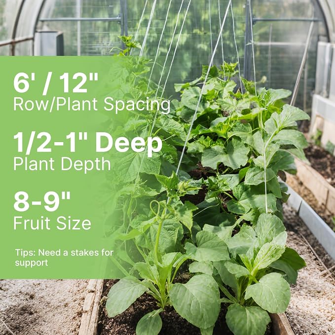 Groundio Marketmore Cucumber Seeds | Organic Heirloom Non-GMO | High Germination | Hardy Slicing Cucumbers for Trellis & Raised Beds (Cucumis sativus)