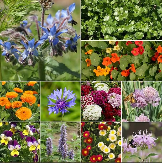 Ferry-Morse Edible Flower Mix Seeds - Non-GMO, Outdoor, Full Sun - 1 lb