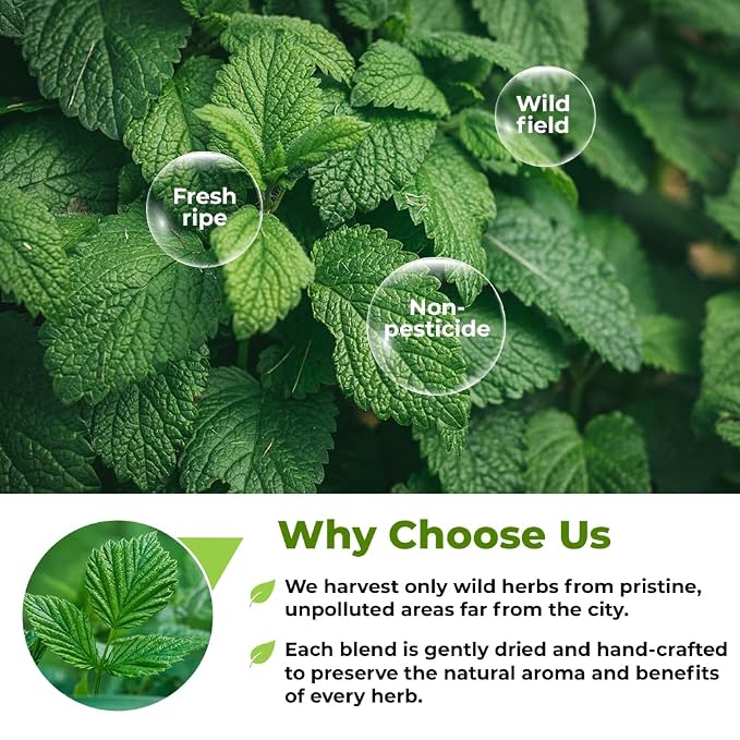 100 Bags Nettle Leaf Tea Ortiga Dried Nettle Herb Planta Bulk (Urtica Dioica) - 100 Count 1.5g Tea Bags Herb Hojas De Ortiga