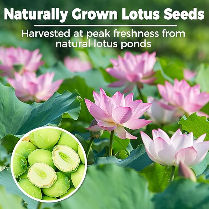 15oz Natural Dried Lotus Seeds, 425g Pure White Lotus Seed, Peeled & De-cored, Perfect for Herbal Tea, Porridge, Soup, Cooking & Baking