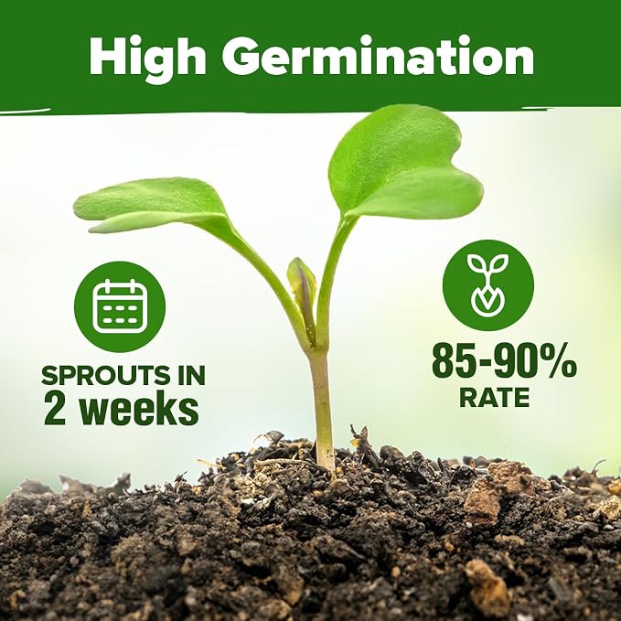 HOME GROWN Herb Seeds 32 Medicinal Herbs and Tea Variety Pack – Annual & Perennial Herb Seeds for Planting Indoors & Outdoor – Non-GMO, Heirloom Seeds, Easy to Grow, High Germination Garden Kit