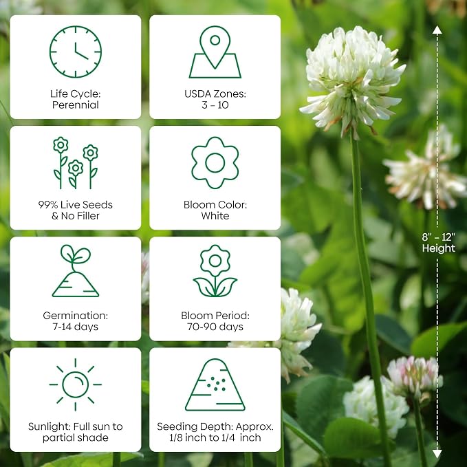 Groundio White Clover Seeds, 5 lbs, Perennial White Dutch Clover Seed for Lawn, Ground Cover, Nitrocoated and Inoculated, Attracts Pollinators(Trifolium Repens)