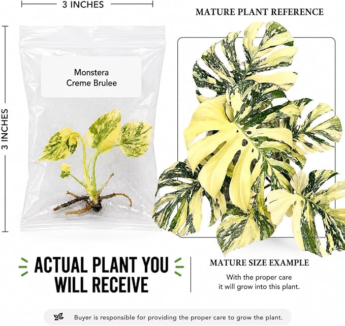 Monstera Creme Brulee Tissue Culture Plant, Rare Variegated Monstera Live Plant Starter, Indoor House Plant, Tissue Culture Plants Live Houseplants, Tropical Live Plant for Houseplant Collectors