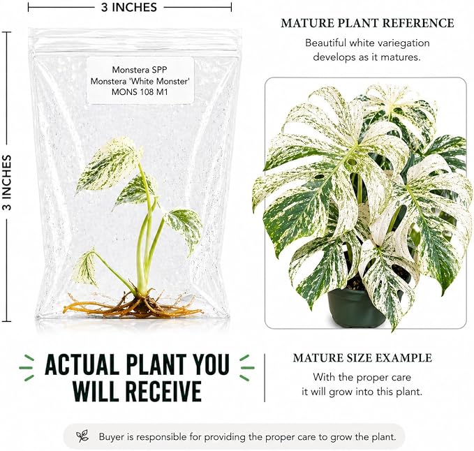 Rare Monstera White Monster Tissue Culture Starter Plants, Variegated Plants Live Houseplants, Live Plants for Collectors, Monstera Plant for Indoor Garden