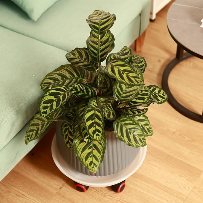 4 Packs 15.7 Inches Extra-Large Plant Caddy Plant Saucers on Wheels Rolling Plant Stands Heavy-duty Plant Dolly Plastic Planter Roller Base Pot Movers Outdoor Plant Tray Coaster, Clear white