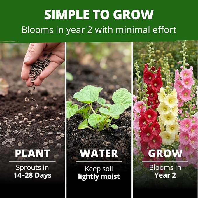 HOME GROWN Hollyhock Single Mix Planting Seeds 2026 – 29g/1oz (3000 Seeds) | Open-Pollinated Flower Seed | Heirloom Non-GMO | Deer Resistant | Self-Seeding | Zones 3–9