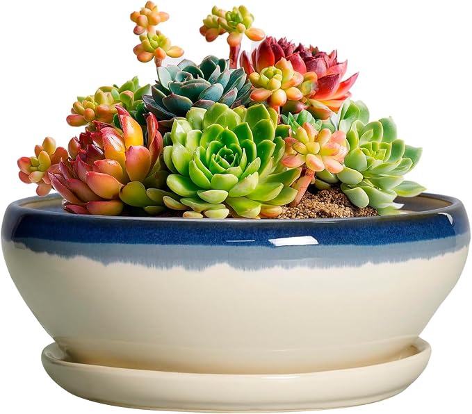SQOWL Succulent Pots 6 Inch, Ceramic Bonsai Pots with Saucer, Blue-Beige | Round Shallow Planter for Indoor Plants, Ceramic Cactus Pot with Drainage Hole, Apartment Decor, Gifts for Women