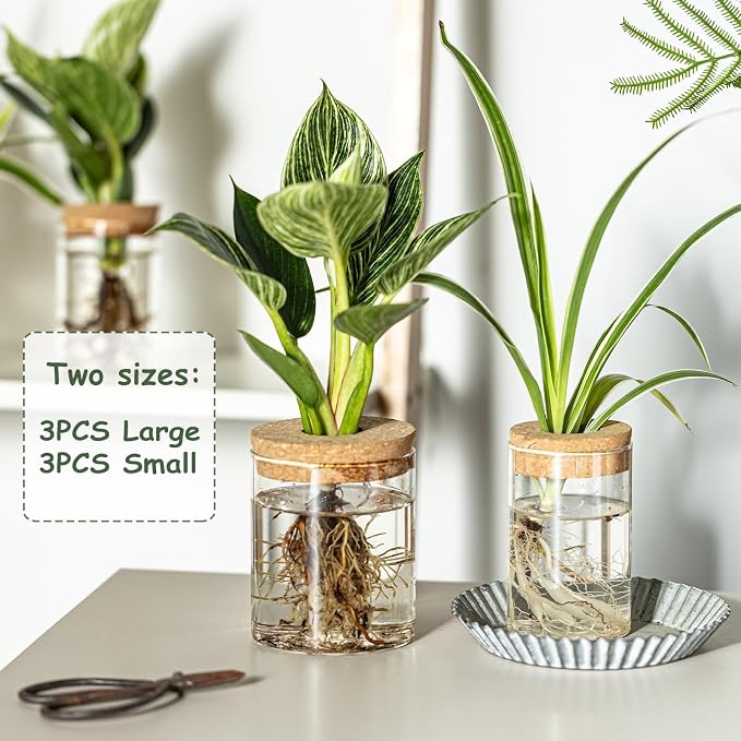 Glass Plant Propagation Station Set – Water Planting Glass Vase for Herb Cuttings,Succulent Water Rooting–Desktop Planter Jars for Home,Office,Living Room,Bedroom Decor(6PCS)