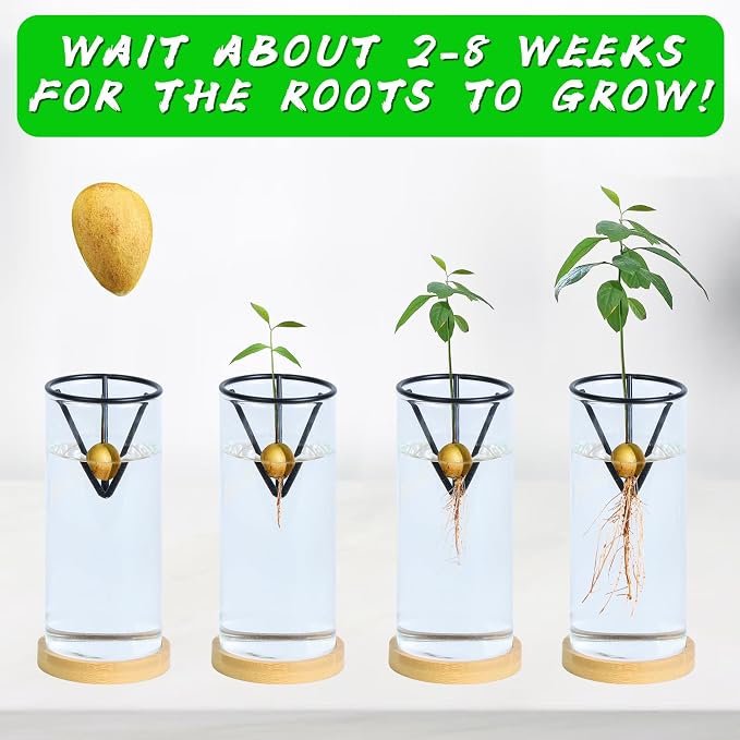 Bylion 2 Pack Avocado Tree Growing Kits - Avocado Growing Vase - Avocado Seed Starter Vase Glass Plant Pot Easy Seed Sprout Starter Gift for Women Gardening Lovers Home Office (Black)