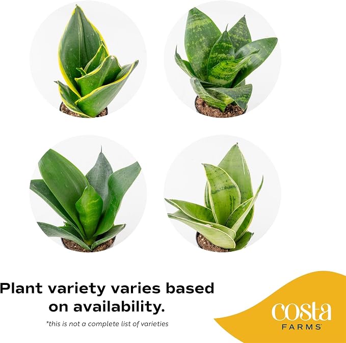 Costa Farms Live Snake Plant 3-Pack, Mother in Law’s Tongue Sansevieria Indoor Houseplants in Potting Soil, Low Light Room Decor, Easy Care Succulent Clean Air Plants for Home Office, 8-12 Inches Tall