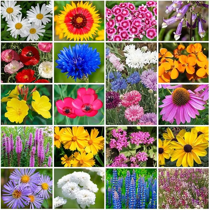Park Seed Grow Your Own Vibrant Annual and Perennial Wildflower Garden Seeds Mixture, Easy to Grow Varieties for Pollinators and Spring Gardens - Northeast Regional Mix, 50 lbs