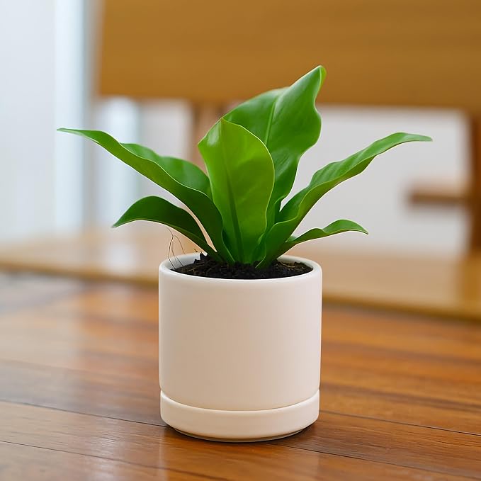 D'vine Dev 3.5 Inch Ceramic Planter Pot with Drainage Hole and Saucer, Indoor Cylinder Round Planter Pot, Oatmeal, 94-O-A-8