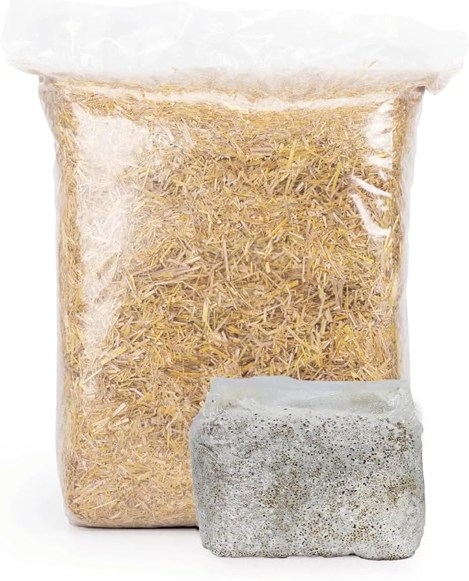 North Spore MushBucket Snow Oyster Mushroom Bucket Grow Kit | Grow Mushrooms at Home, Beginner-friendly, 3lb Organic Grain Spawn & Pesticide-free Chopped Straw, Pins in 7–10 Days