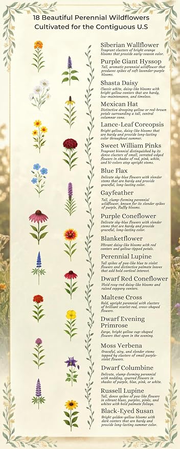 United States Nationwide Bulk All Perennial Non-GMO Wildflower Seed Mix - All U.S. Zones - Plant in Spring and Fall 1/4 Pound 500 Square feet - Includes Drought Tolerant Species