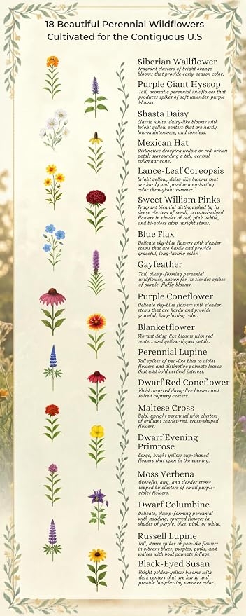 United States Nationwide Bulk All Perennial Non-GMO Wildflower Seed Mix - All U.S. Zones - Plant in Spring and Fall 1/8 Pound 250 Square feet - Includes Drought Tolerant Species