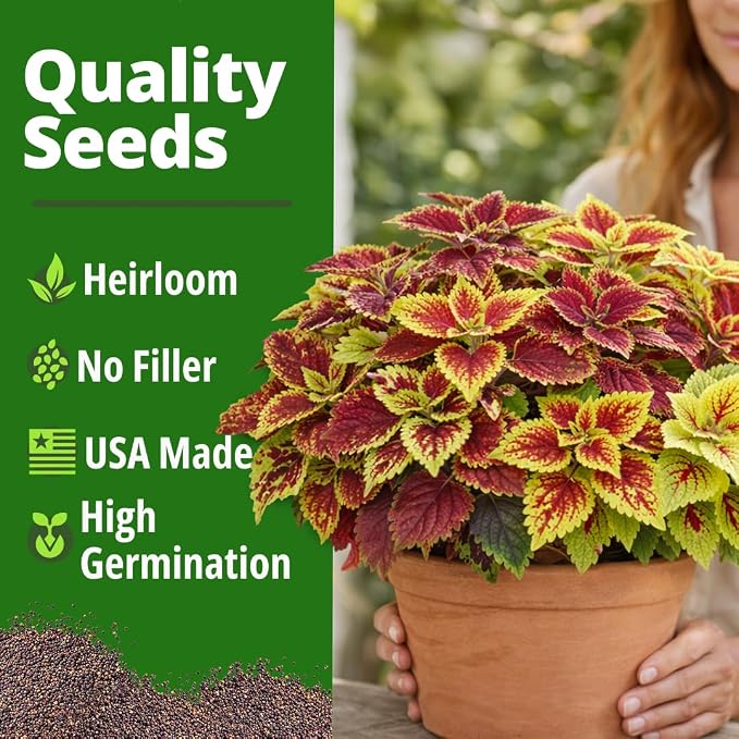 HOME GROWN Coleus Rainbow Seeds for Planting Spring 2026 – 1500 Count (0.04 oz) Plectranthus scutellarioides House Plant Seed, Annual/Perennial Multicolor Foliage Indoor & Shade Garden Flower Seeds
