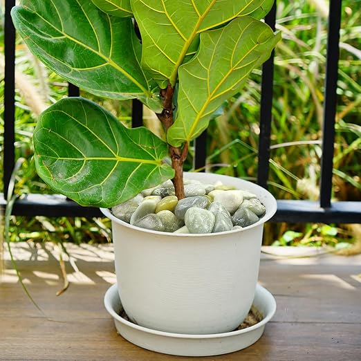 YISZM 10lbs Jade River Rocks, 2-3 Inch Natural Pebbles for Indoor Plants, High Polished Decorative Stones Vase Filler Fish Tank Aquariums Landscaping Garden Outdoor and Indoor DIY