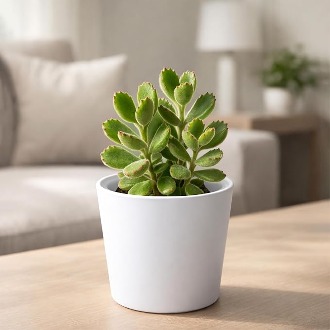 Phoenix Vine 4.5 Inch White Plastic Cachepot with Clear Nursery Pot, Decorative Lightweight Planter Cover with Transparent Inner Pot for Indoor Houseplants, Pack of 8, 24-B-D-8