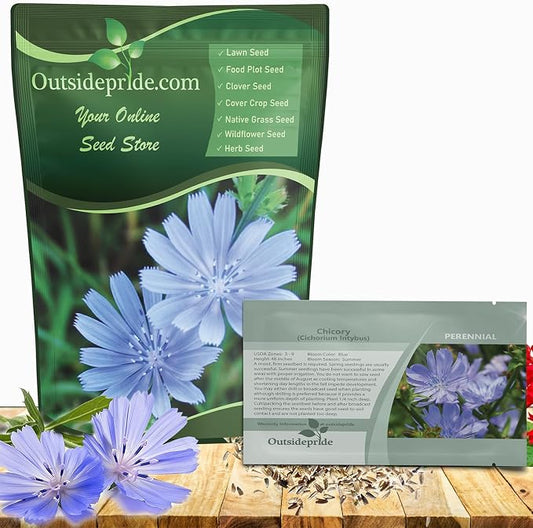 Outsidepride Chicory Seeds for Planting - 1/4 lb. Perennial, Easy to Grow & Drought Tolerant, Flower Seeds with Clustered Pastel Blue Blooms for Garden Pastures & Wildflower Meadows