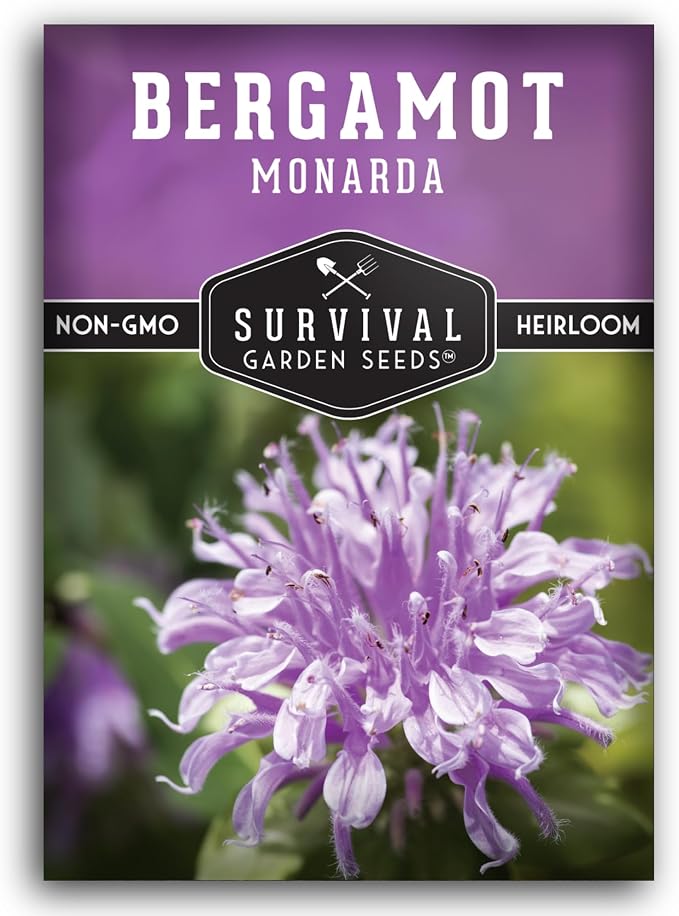 Bee Balm Seeds for Planting - Wild Bergamot Survival Garden Seeds (1 Pack) | Monarda Fistulosa - Perennial Native Wildflower & Medicinal Herb for Pollinator Gardens, Fragrant Flowers