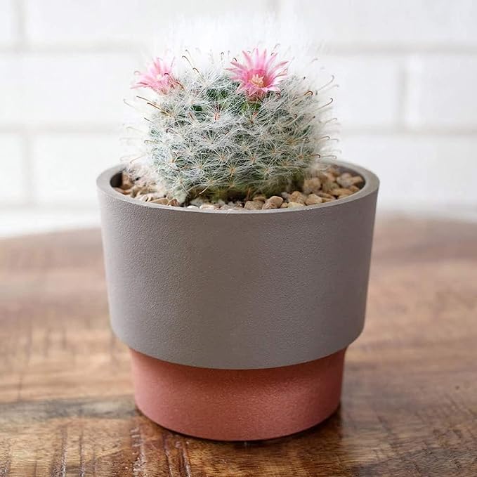 The HC Companies 3 Inch Sprite Mini Succulent Pot - Small Plastic Planter with Drainage for Indoor Plants, Artisan Taupe (20 Pack)