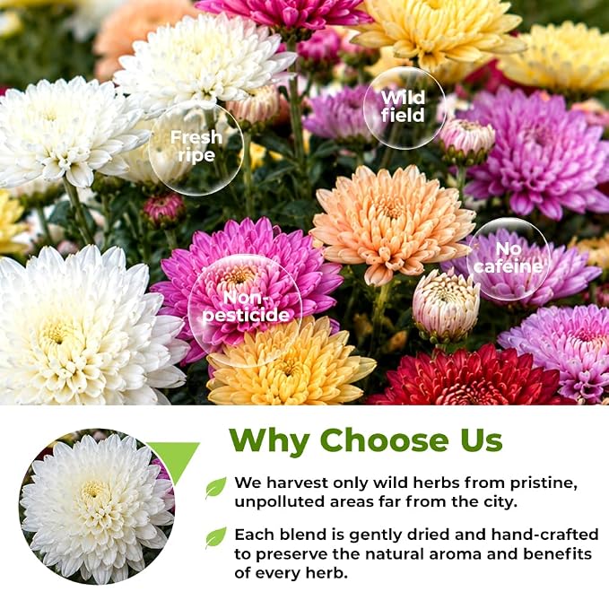 4 oz. Chrysanthemum Flower Herbal Tea (Chrysanthemum Morifolium) - 113g Dried Chrysanthemum Petals Herb Té De Crisantemo