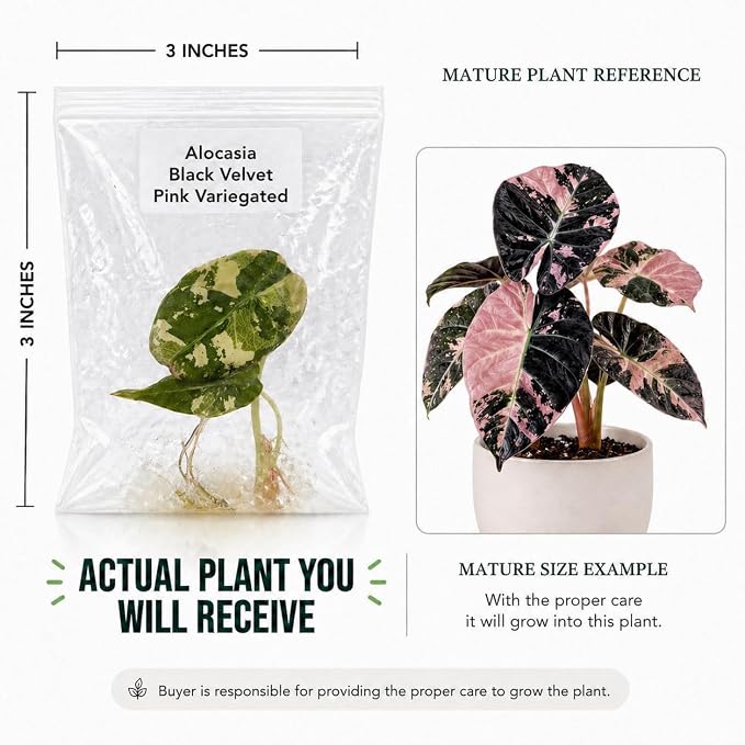 Rare Alocasia Black Velvet Pink Variegated Tissue Culture Live Plant Starter, Exotic Plants Live Houseplants for Collectors, Live Plants Gift for Houseplant Lovers