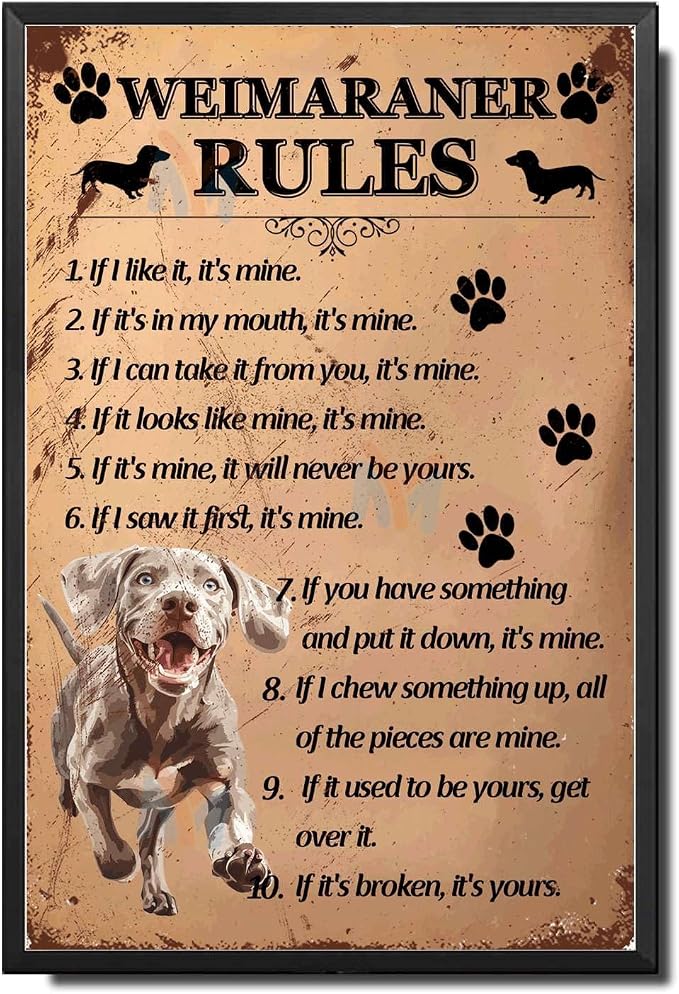 Metal Sign Tin Sign Vintage Wall Art Weimaraner Rules Tin Signs for Garden for Home Decor 8×12 Inches with Metal Frame
