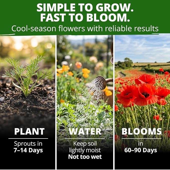 HOME GROWN California Poppy Seeds for Planting Red Chief 22,000 Seeds (29g), Red Blooms, Heirloom Non-GMO, Wildflower & Pollinator Gardens, Drought Tolerant, Zones 2–10 (Eschscholzia californica)
