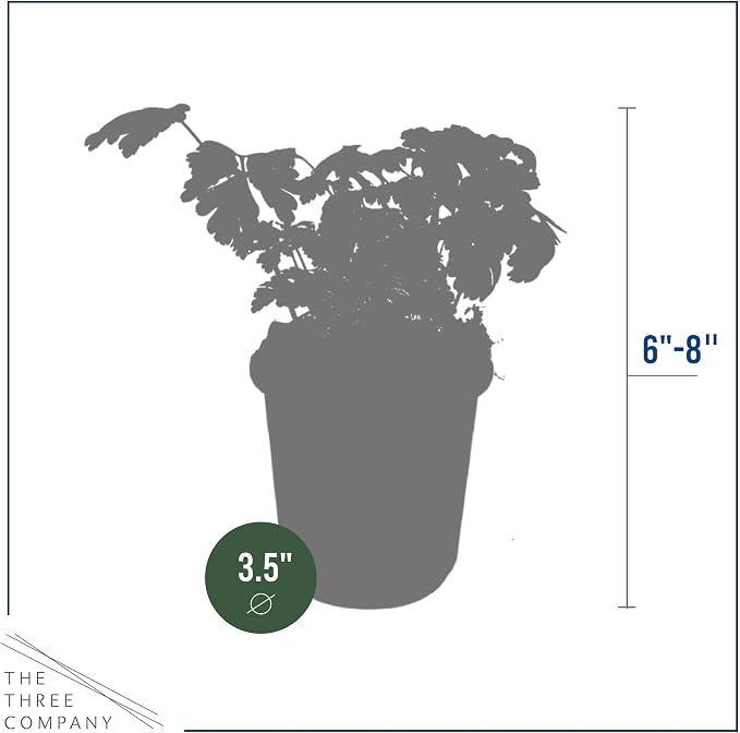 Live Herb - Parsley (4 Per Pack), Aromatic and Health Enhancer, Supports a Healthy Immune System, 8" Tall by 4" Wide