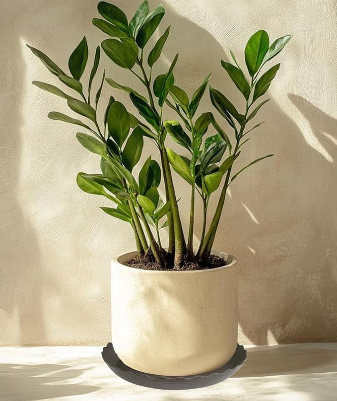 2 Pack of 12 inch Plant Saucer Plant Tray, Plastic Plant Saucer, Heavy Duty Plant Tray for Pots, Plant Saucers for Indoors Planter, Garden Water Plate Bowls for Gallon Grow Bags (Brown)
