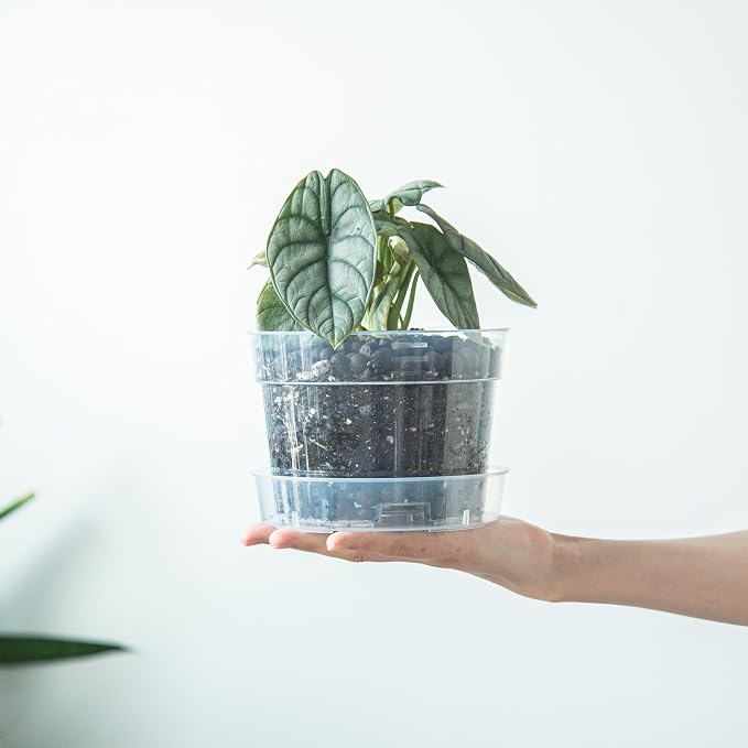 6 Inch Clear Plastic Plant Pot with Drainage Holes, Interlocking & Detachable Tray - Deep Saucer - Durable BPA-Free Plastic, Transparent Design, Raised Base for Airflow, Set of 12, 92-X-B-4