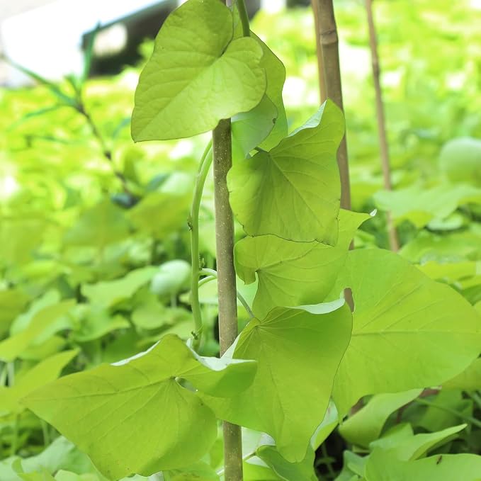 Natural Bamboo Plant Stake（2FT 50Pcs） Sturdy Bamboo Poles, Durable Plant Bamboo Stake, Garden Climbing Plant Bracket.