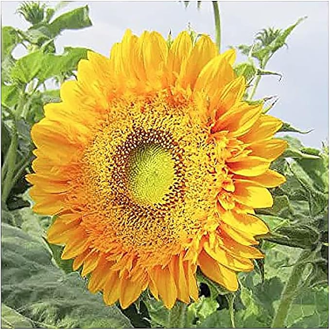 Double Sun Sunflower Seeds - Plants Grow up to 6 Feet