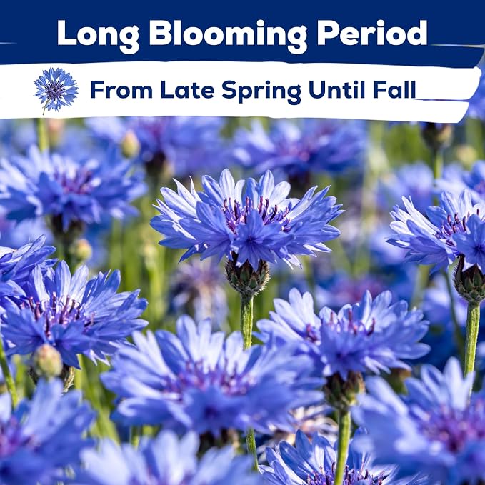 6000+ Cornflower Seeds Perennial for Planting – Blue Bachelor Button Seeds, Pollinator Friendly Flower Seeds for Outdoor Garden, Attract Bees & Butterflies