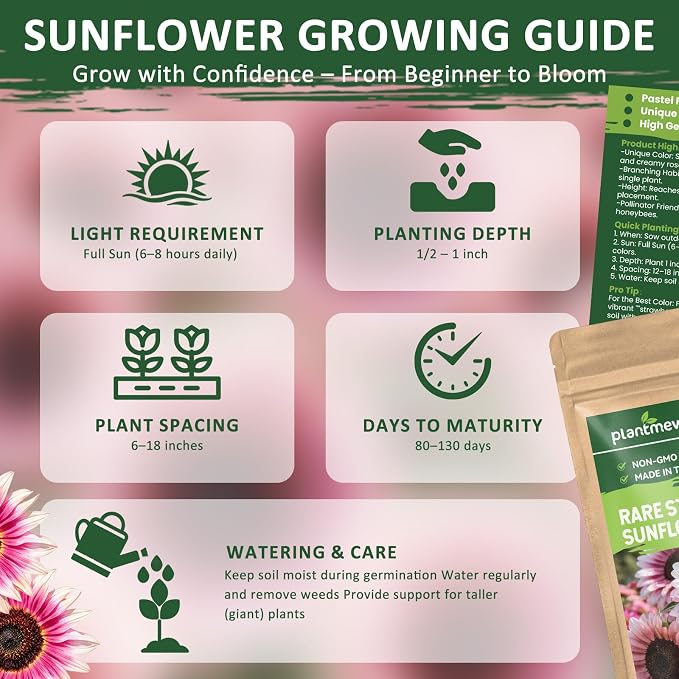 300+ Sunflower Seeds for Planting – Rare Strawberry Pink Sunflower Seeds Ornamental Blooms, Open Pollinated, Easy to Grow Flower Seeds for Garden, Outdoor Planting & Landscaping 0.35 Oz