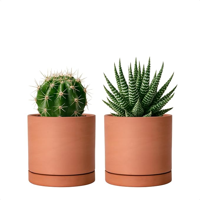 D'vine Dev X-Small 4 Inch Terracotta Plant Pots with Drainage Hole and Saucer, Round Cylinder Planter Pot for Indoor Plants, Set of 2, 40-X-B-1