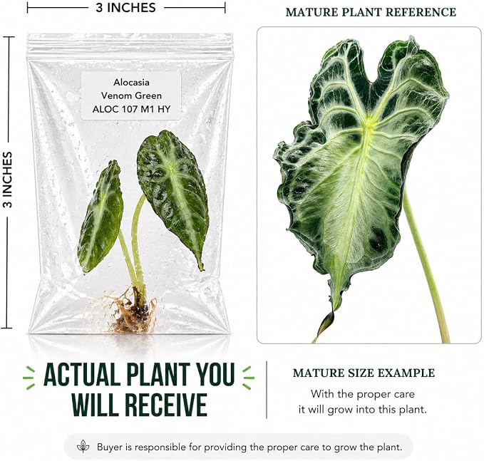 Rare Alocasia Venom Tissue Culture Starter Live Plants, Exotic Tropical Plant for Collectors and Indoor Plant Displays