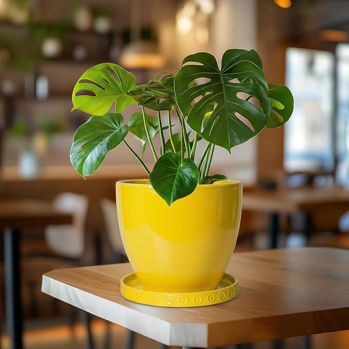 Eightpot Ceramic Plant Saucer, 7.5 Inch Plant Plates to Catch Water for Indoor Outdoors, Round Plants Trays for Pots, Modern Plants Dishes to Catch Water, Decorative Flower Pot Trays, Yellow