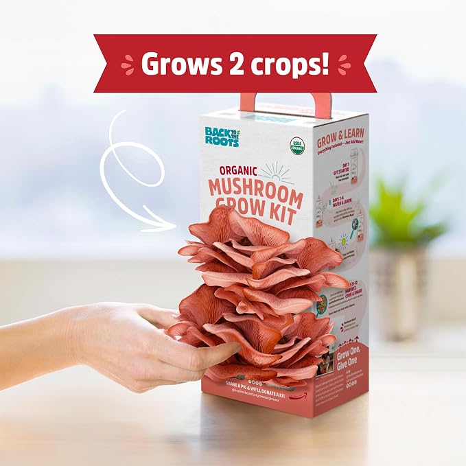 Back to the Roots Organic Pink Mushroom Grow Kit, Harvest Gourmet Mushrooms in 10 Days (Pack of 2)