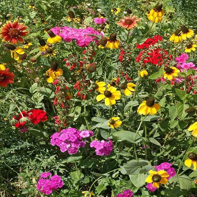 Outsidepride Southeast Wildflower Seed Mix - 1/4 lb Highly Adaptable, Easy to Grow, Low-Maintenance Mix of Annual & Perennial Wildflower Seeds for Natural Landscapes in Southeastern States