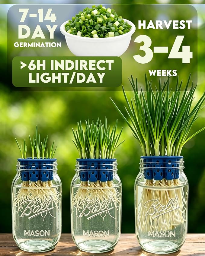 Seed Sprouting Jar Kit & Green Onion Regrower – 6 Regular Mouth Mason Jars with Stainless Steel Sprout Lids, Stand, Drain Tray & Blackout Sleeves – Grow Broccoli, Alfalfa, Mung Beans & Microgreens