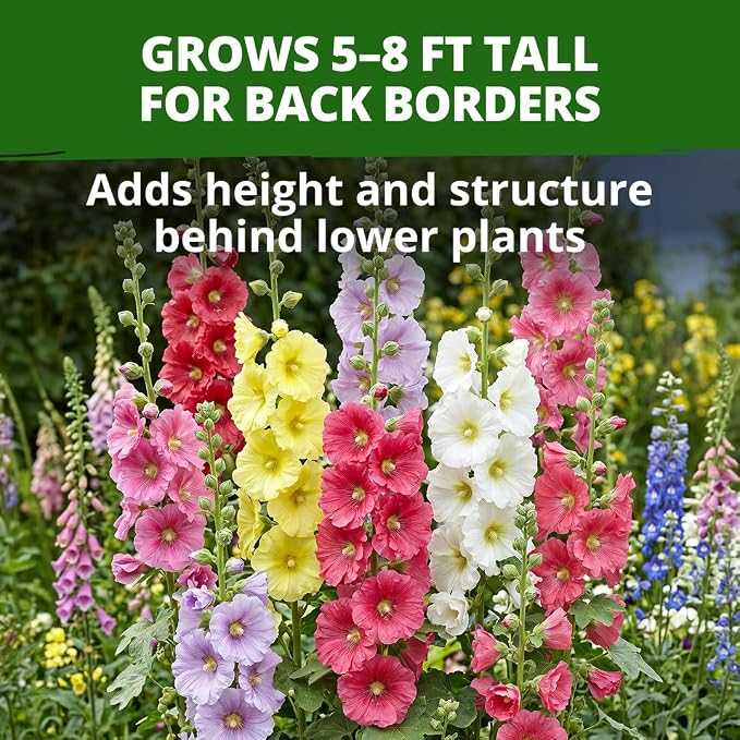 HOME GROWN Hollyhock Single Mix Planting Seeds 2026 – 29g/1oz (3000 Seeds) | Open-Pollinated Flower Seed | Heirloom Non-GMO | Deer Resistant | Self-Seeding | Zones 3–9