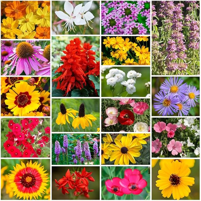 Grow Your Own Vibrant Annual and Perennial Wildflower Garden Seeds Mixture, Varieties for Pollinators and Spring Gardens - Southeast Regional Mix, 1/4 lb